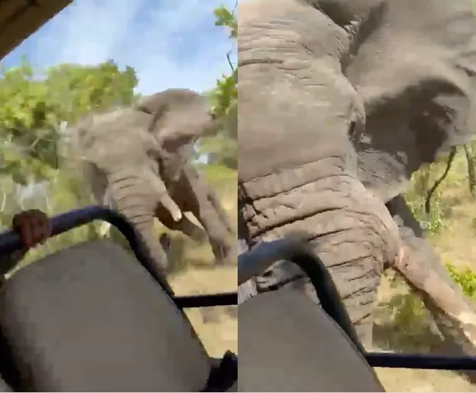 Terrifying Footage Emerges: Elephant Charges at Truck on African Safari, Resulting in Tragic Death of American Tourist (Video) 1 q2NAePxQNzJ